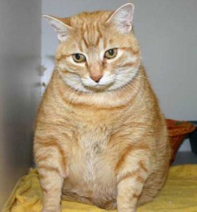 overweight cat lifespan